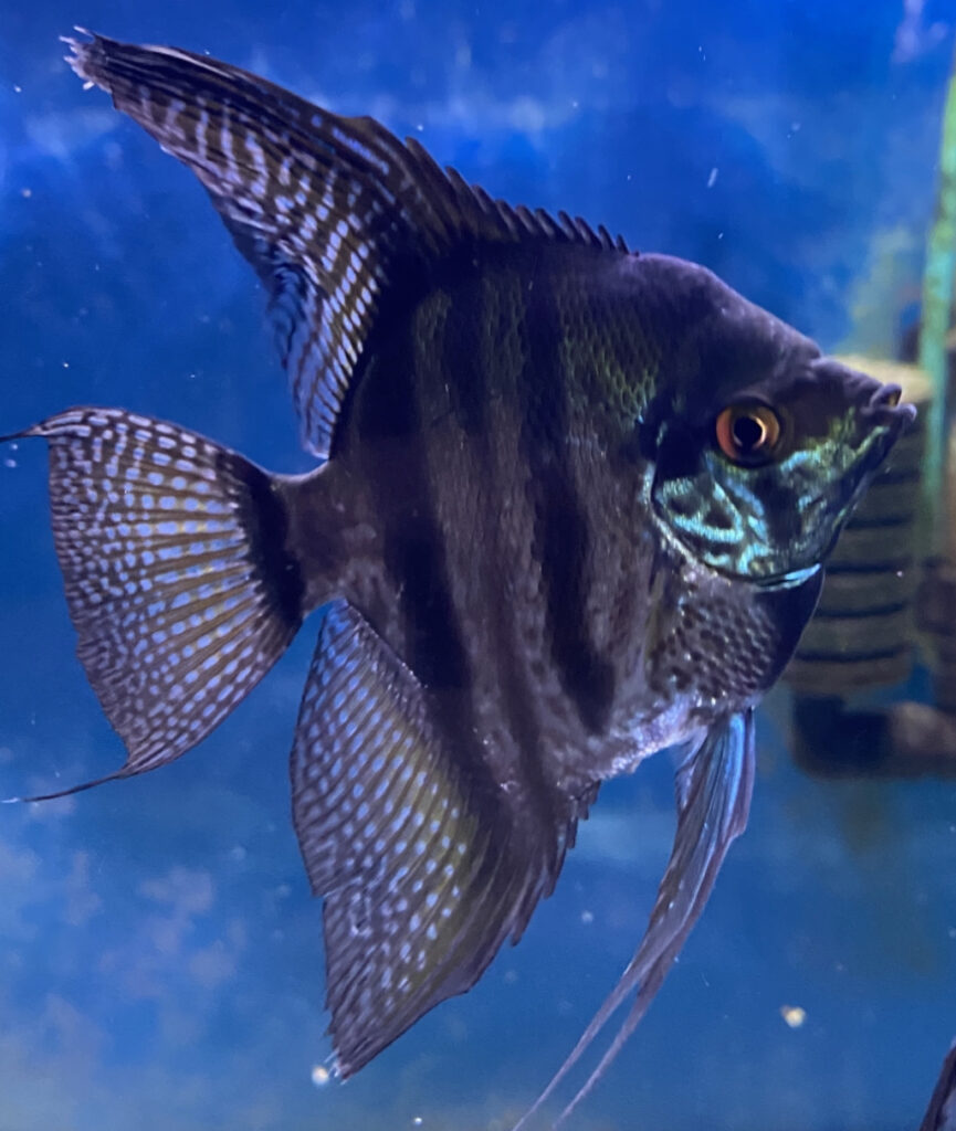freshwater angelfish