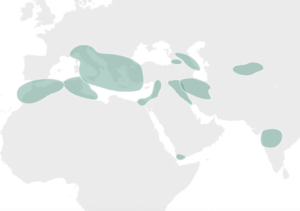 A map showing of the land masses around the Mediterranean showing the Sephardic and Mizrahi Genetic Groups.